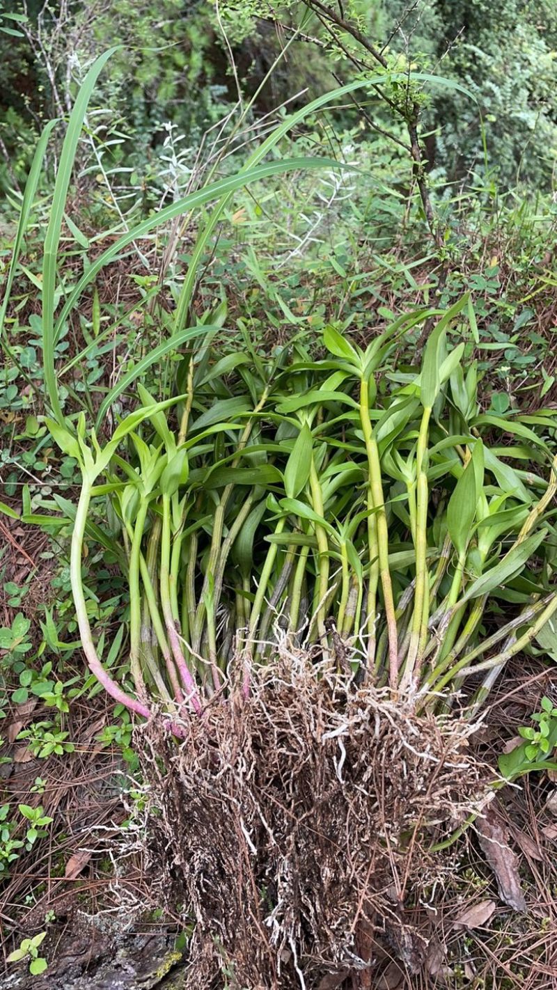 （热销）黄澄石斛云南产地直发货源稳定
