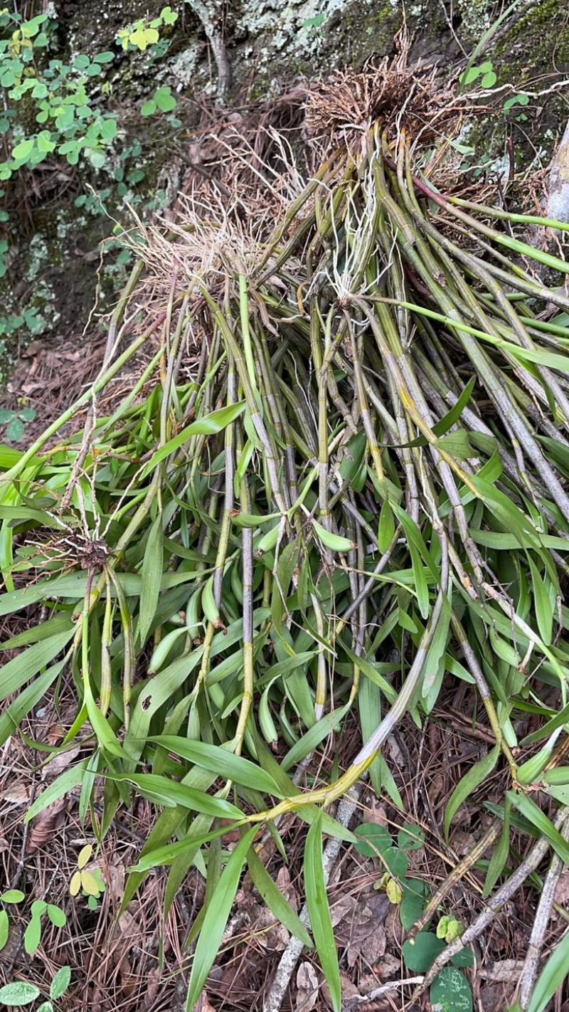 （热销）黄澄石斛云南产地直发货源稳定