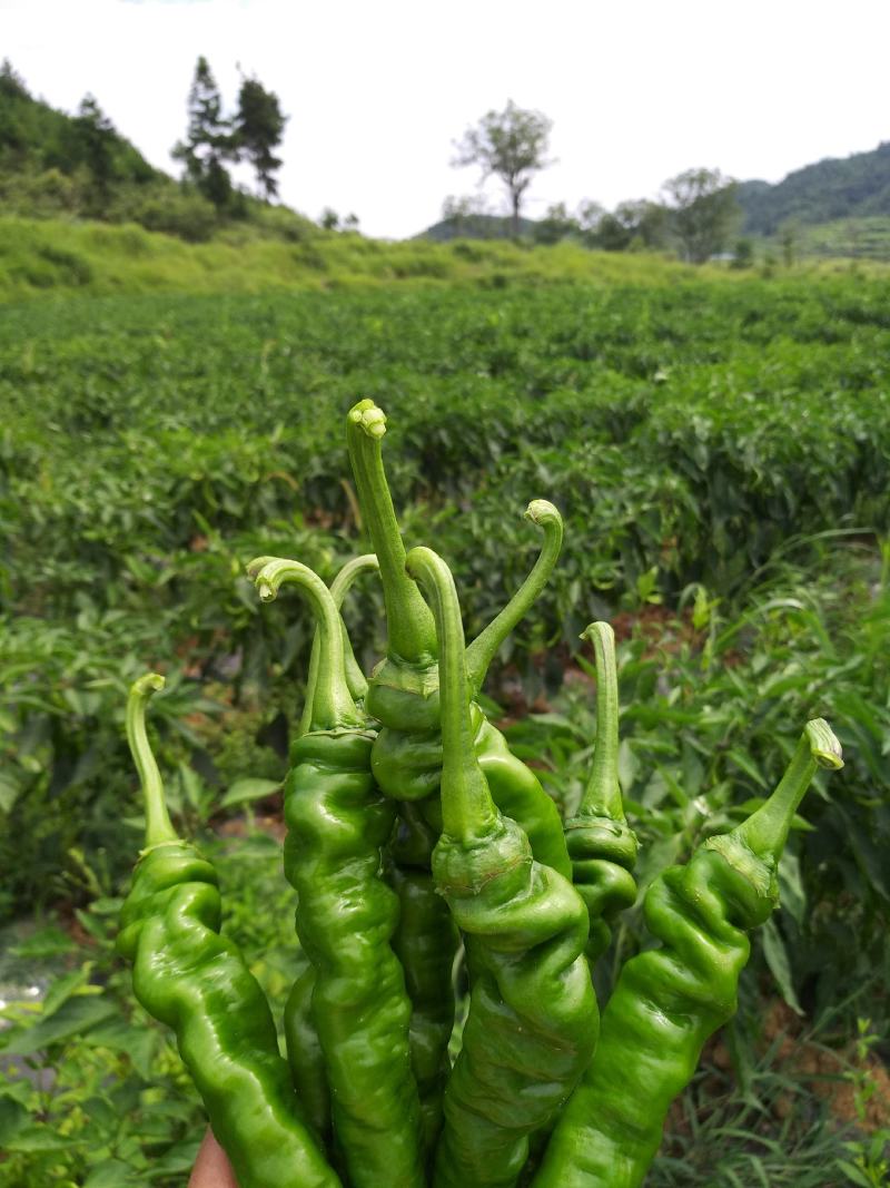 大量辣椒上市