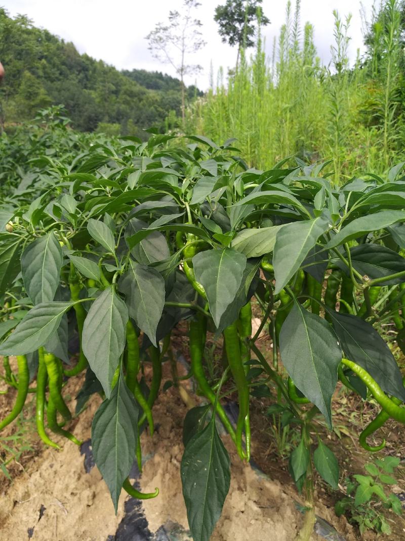 大量辣椒上市