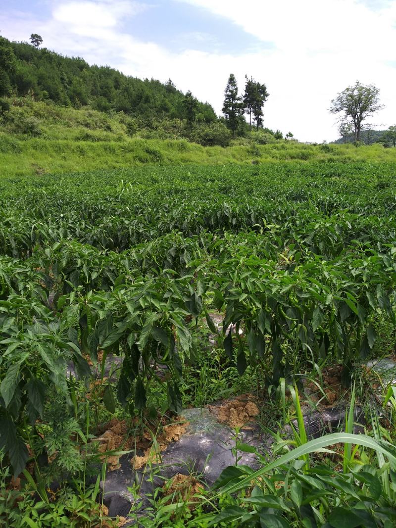 大量辣椒上市