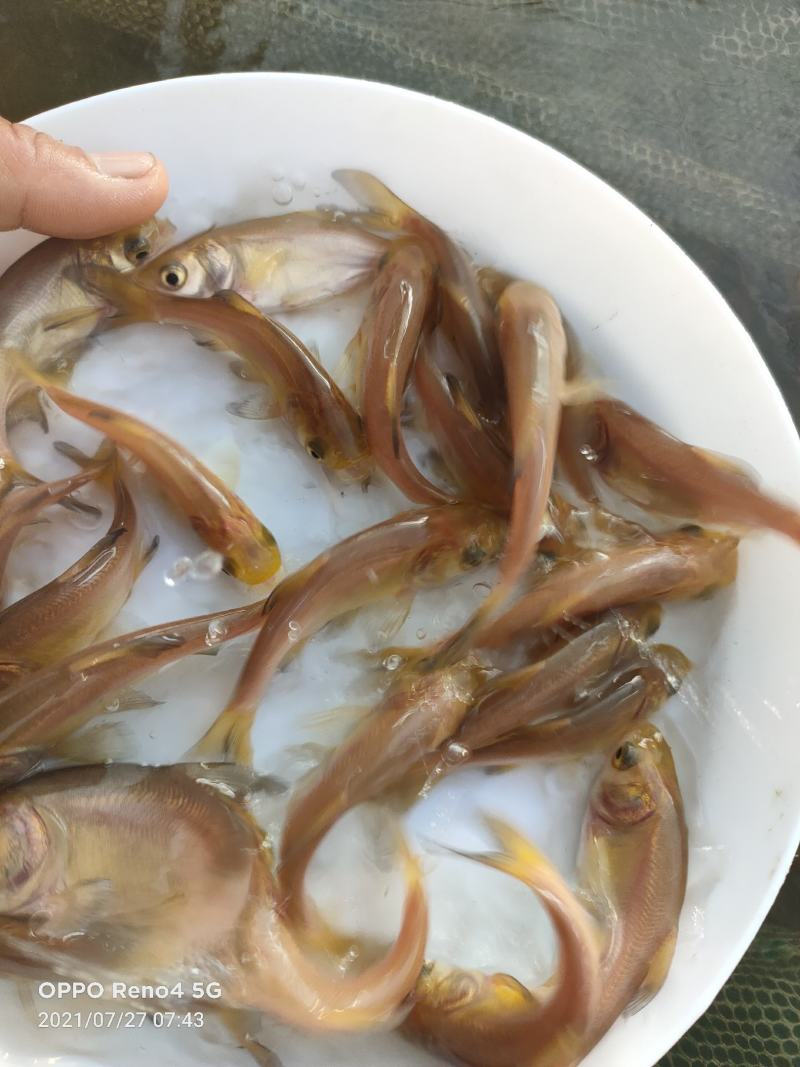 金红大头鱼苗。活体鱼苗具有生长速度快，抗病强易生长。