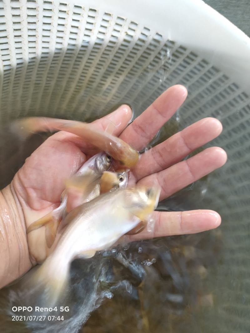 金红大头鱼苗。活体鱼苗具有生长速度快，抗病强易生长。
