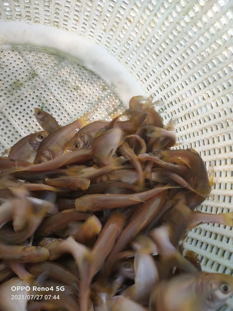 金红大头鱼苗。活体鱼苗具有生长速度快，抗病强易生长。