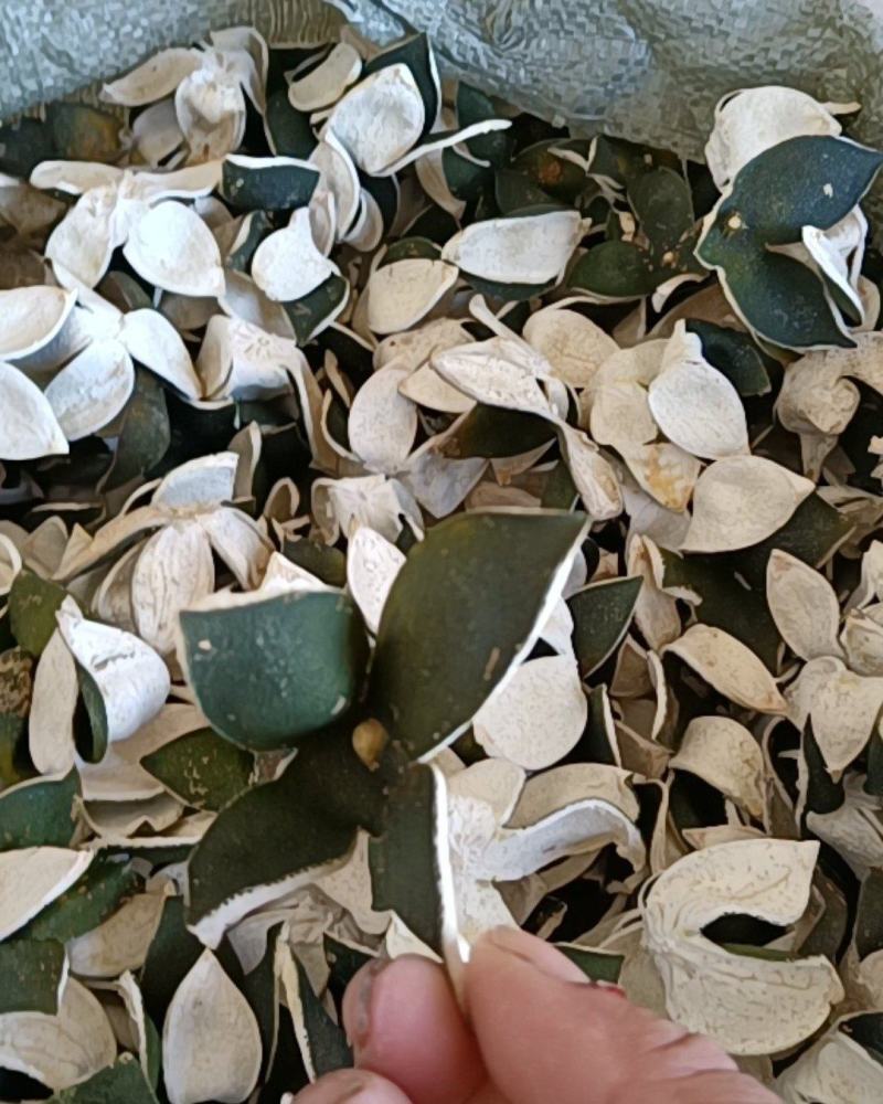 湖北宜都原产四花青皮个青颜色好精心挑选原产地特产
