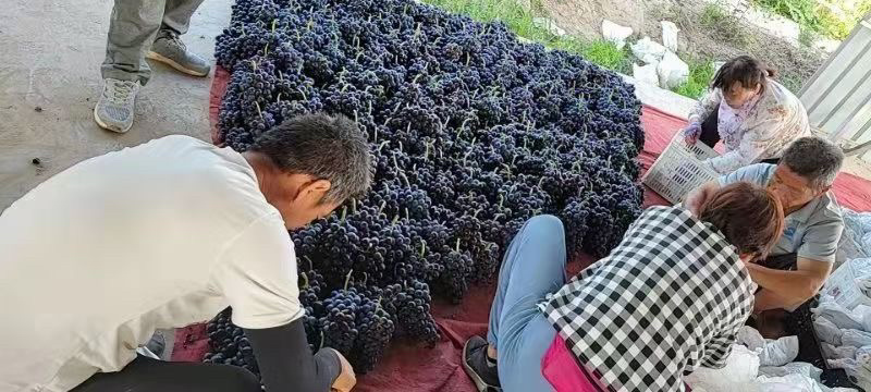 夏黑葡萄大量上市产地一手货源颗粒均匀口感超甜