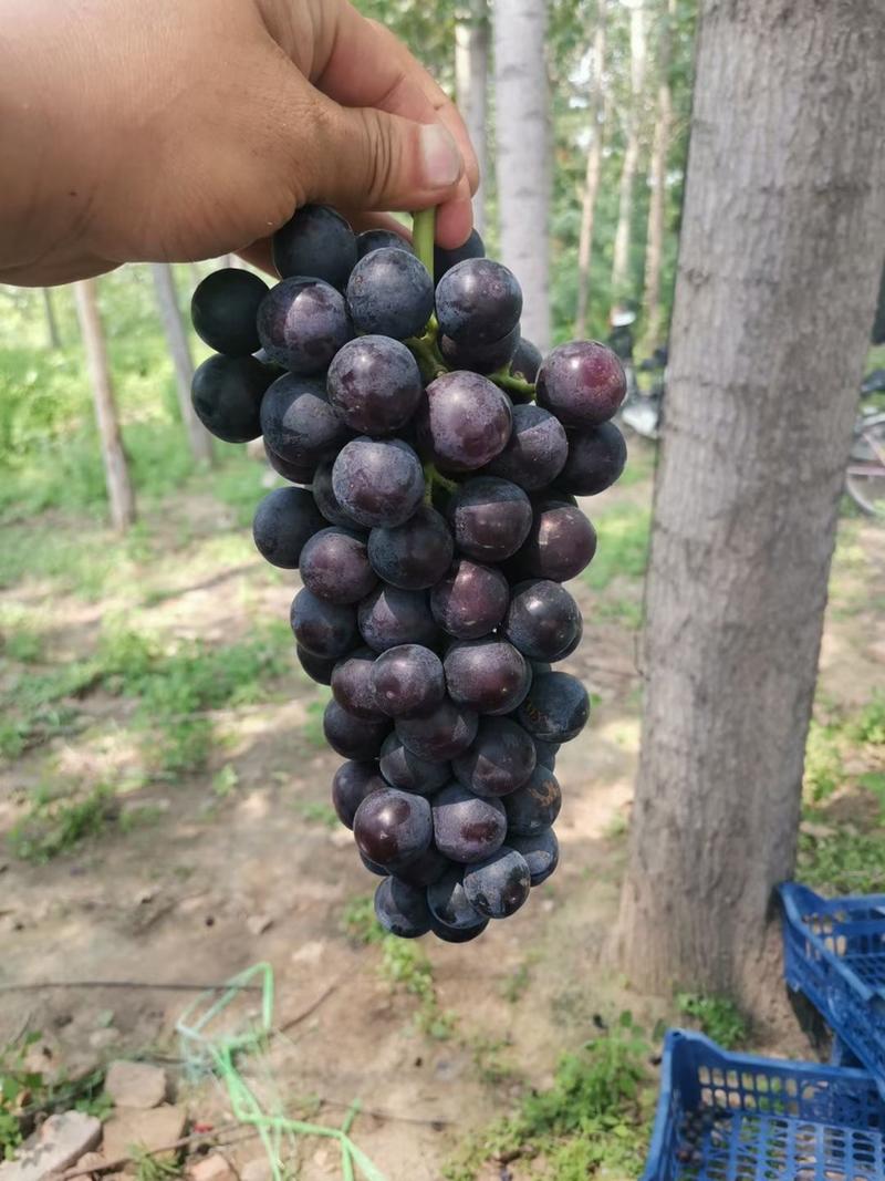 夏黑葡萄大量上市产地一手货源颗粒均匀口感超甜
