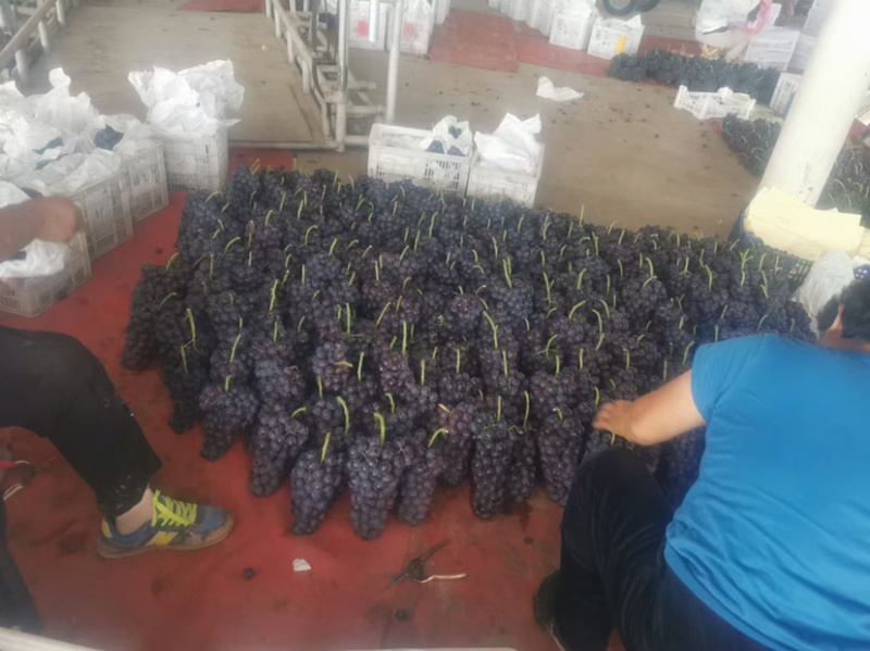 夏黑葡萄大量上市产地一手货源颗粒均匀口感超甜