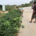 A4无核荔枝苗果实跟鸡蛋一样大嫁接苗种植一年可挂果