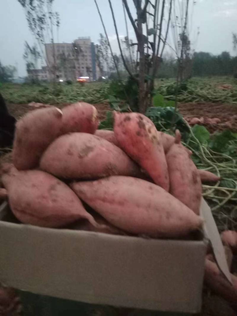 河南西瓜红红薯，大量上市，价格实惠，欢迎实地考察