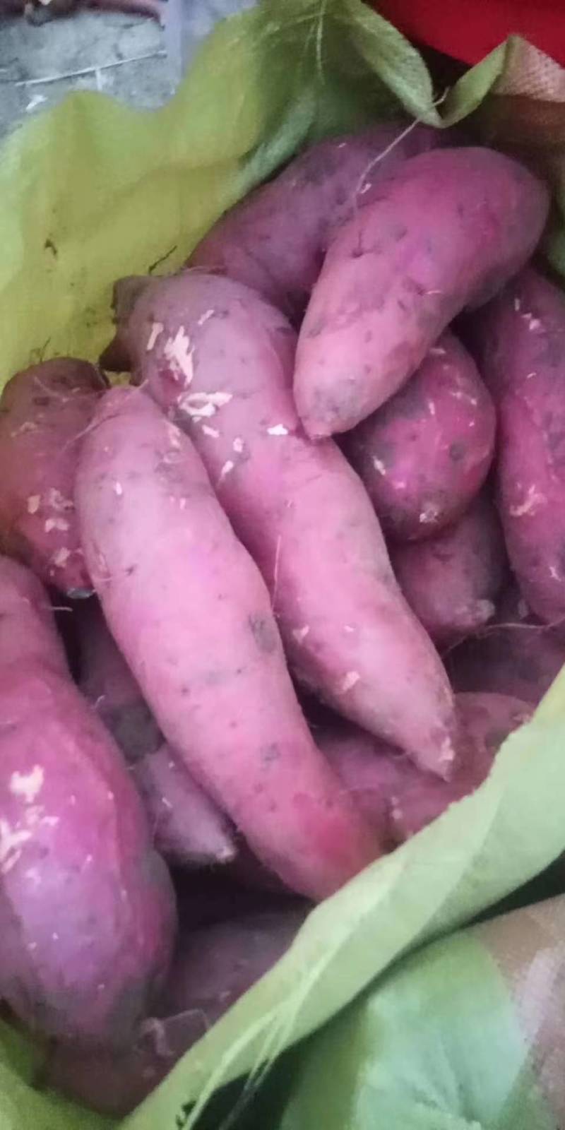 河南西瓜红红薯，大量上市，价格实惠，欢迎实地考察
