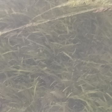 野生大量四季苦草，有需要请联系我。