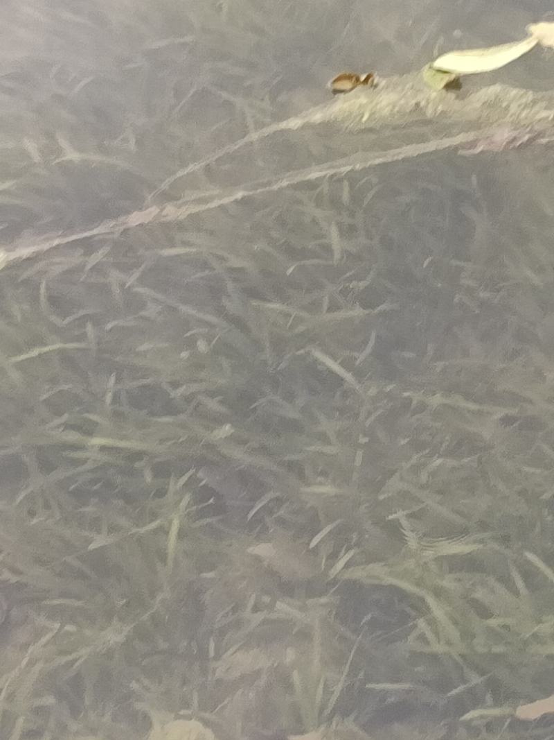 野生大量四季苦草，有需要请联系我。