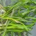野生大量四季苦草，有需要请联系我。