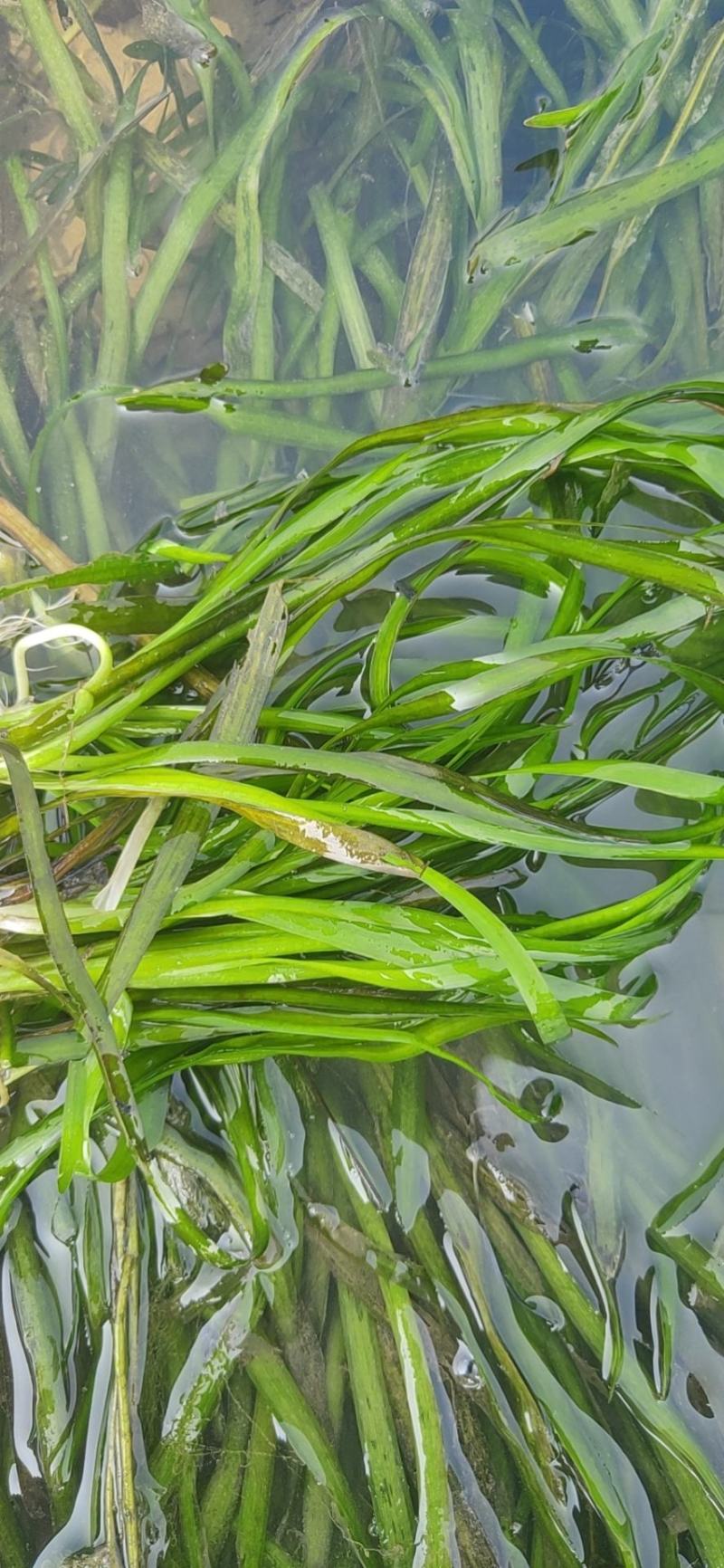 野生大量四季苦草，有需要请联系我。