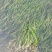 野生大量四季苦草，有需要请联系我。
