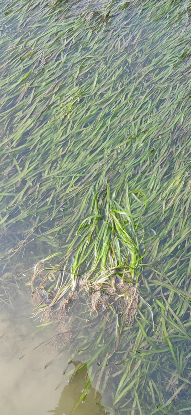 野生大量四季苦草，有需要请联系我。