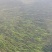 野生大量四季苦草，有需要请联系我。