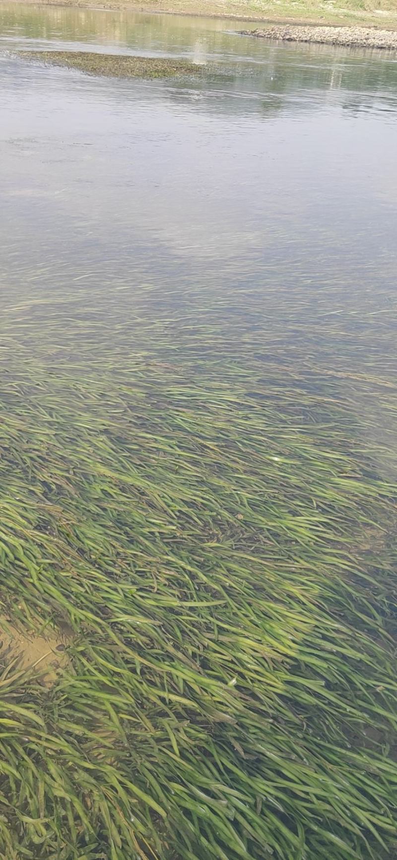 野生大量四季苦草，有需要请联系我。