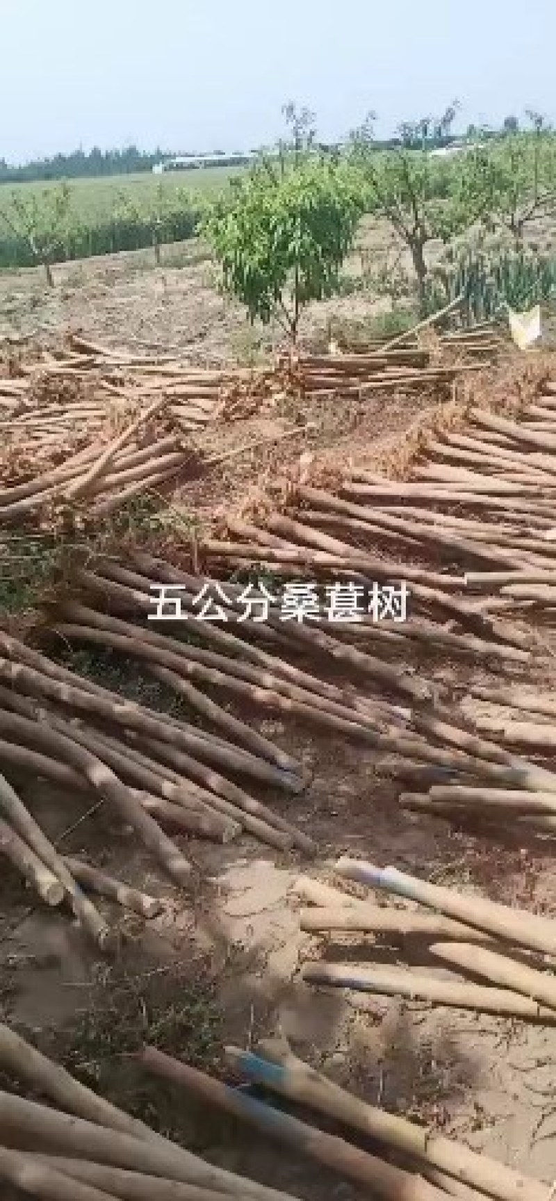 桑葚树苗，种植，占地，工程用