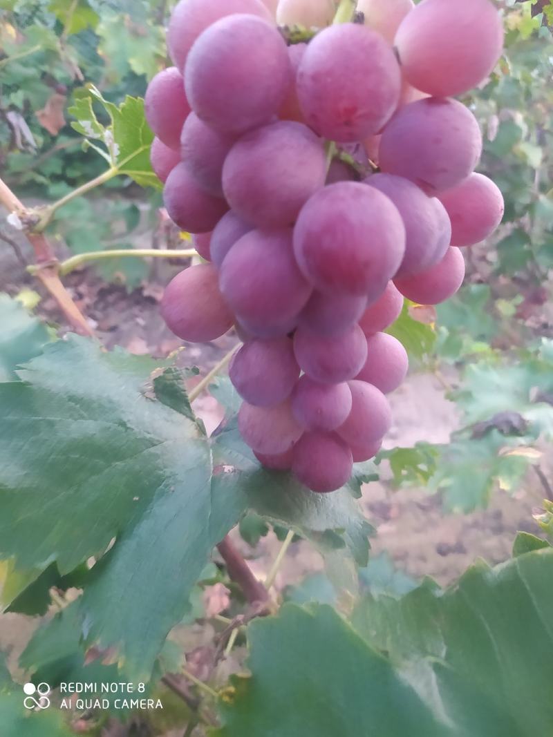 巨峰葡萄大量万亩