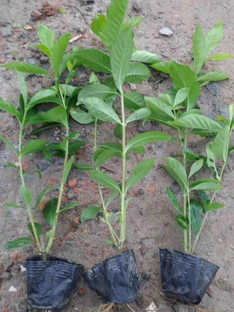 大叶栀子花