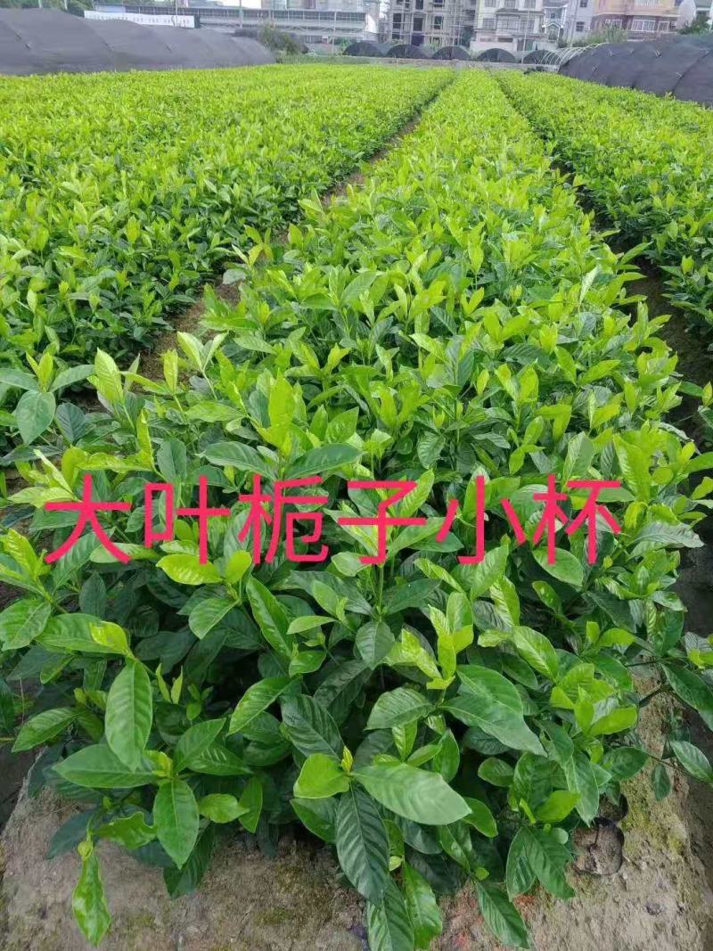 大叶栀子花