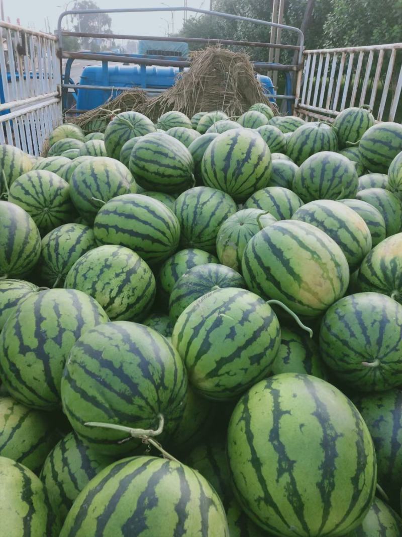 精品西瓜漏