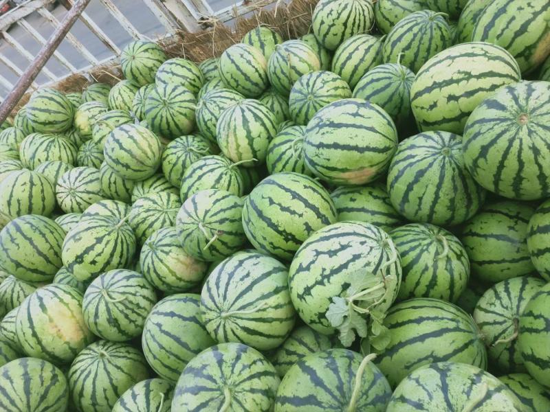 精品西瓜漏