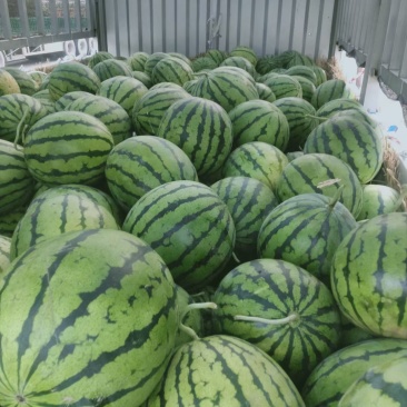 精品西瓜漏