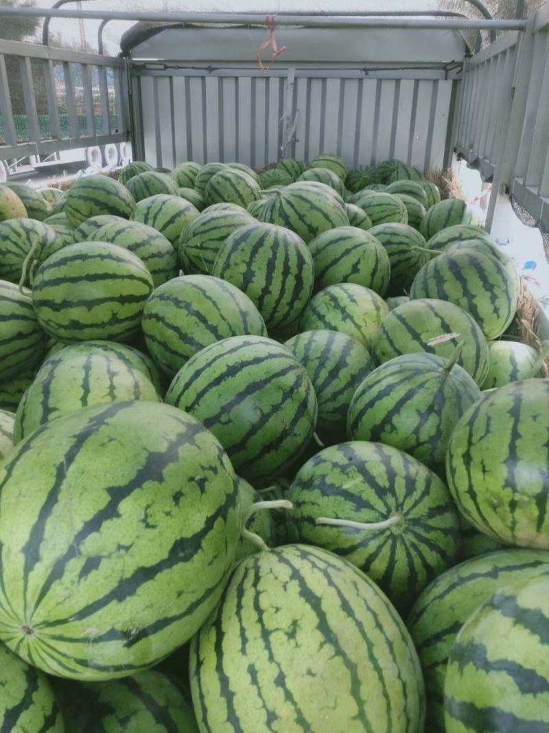 精品西瓜漏