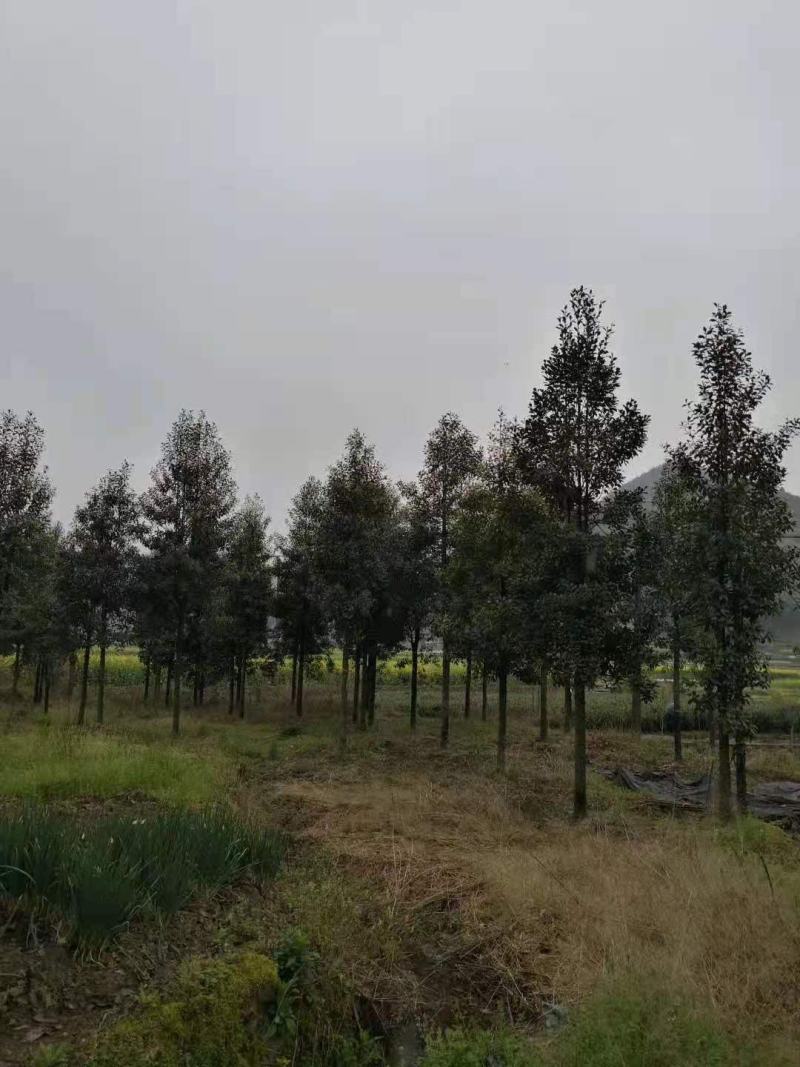 乐东拟单性木栏/绿化苗木/乔灌木/拟单性木兰
