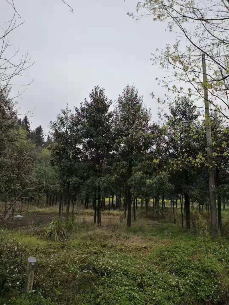 乐东拟单性木栏/绿化苗木/乔灌木/拟单性木兰