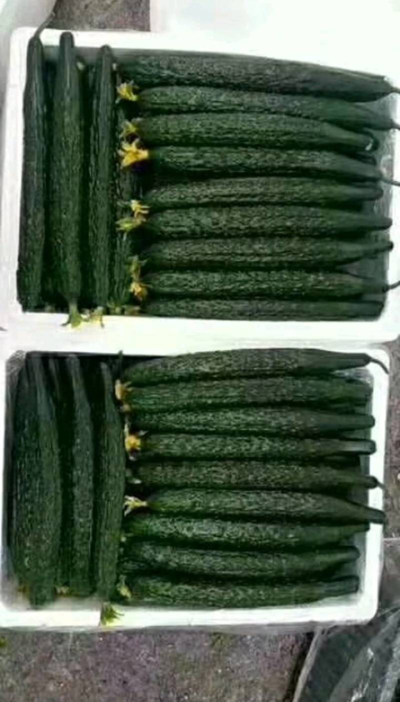 【山东莘县】精品油亮黄瓜大量上市商超食堂产地直发