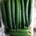 【山东莘县】精品油亮黄瓜大量上市商超食堂产地直发
