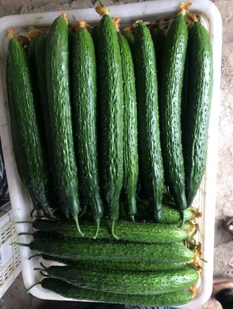 【山东莘县】精品油亮黄瓜大量上市商超食堂产地直发