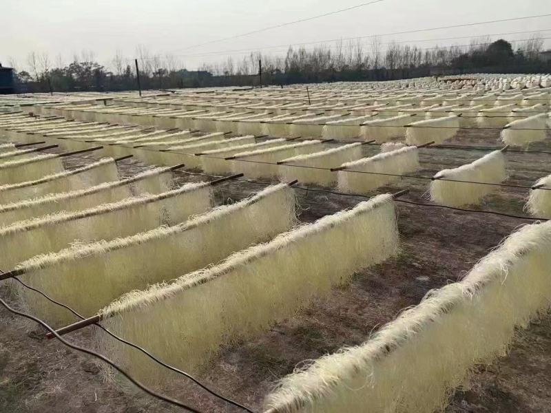 碗豆粉丝，地摊，早市，展会火爆产品，厂里一手货源