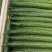 密刺黄瓜山东黄瓜大量供应产地直发一手货源欢迎考察