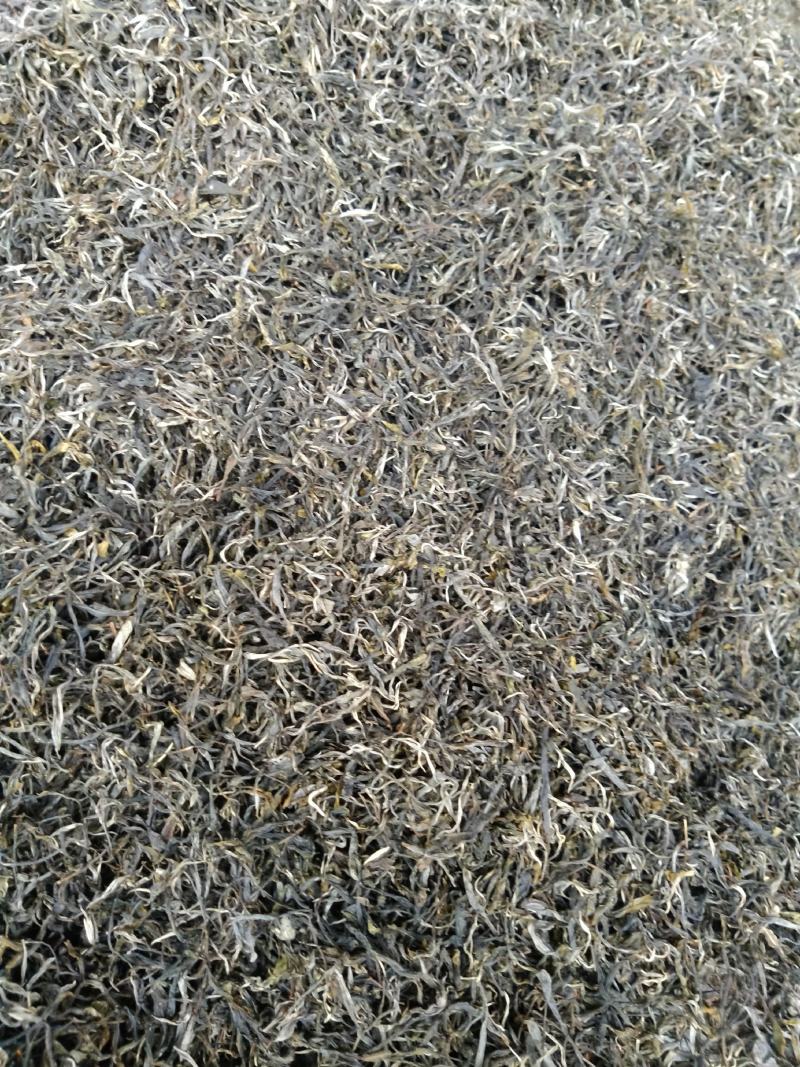云南勐库大叶茶原生态不打农药人工除草
