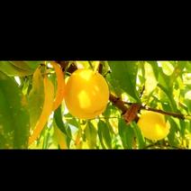 农场精品黄桃，现已大量上市现摘现发，
