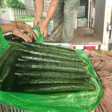当季油亮黄瓜