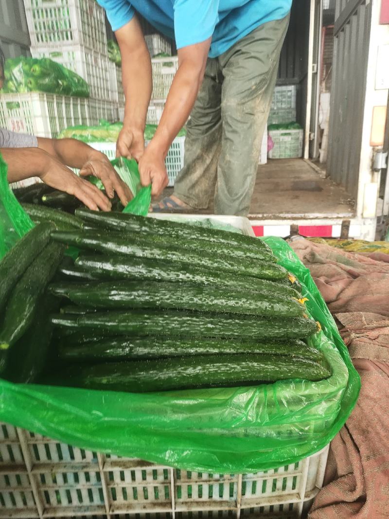 当季油亮黄瓜