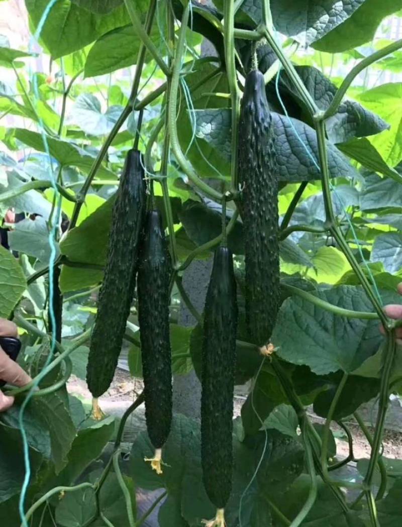 德瑞特黄瓜山东产地直发量大优惠诚信报价保质保量欢迎咨询