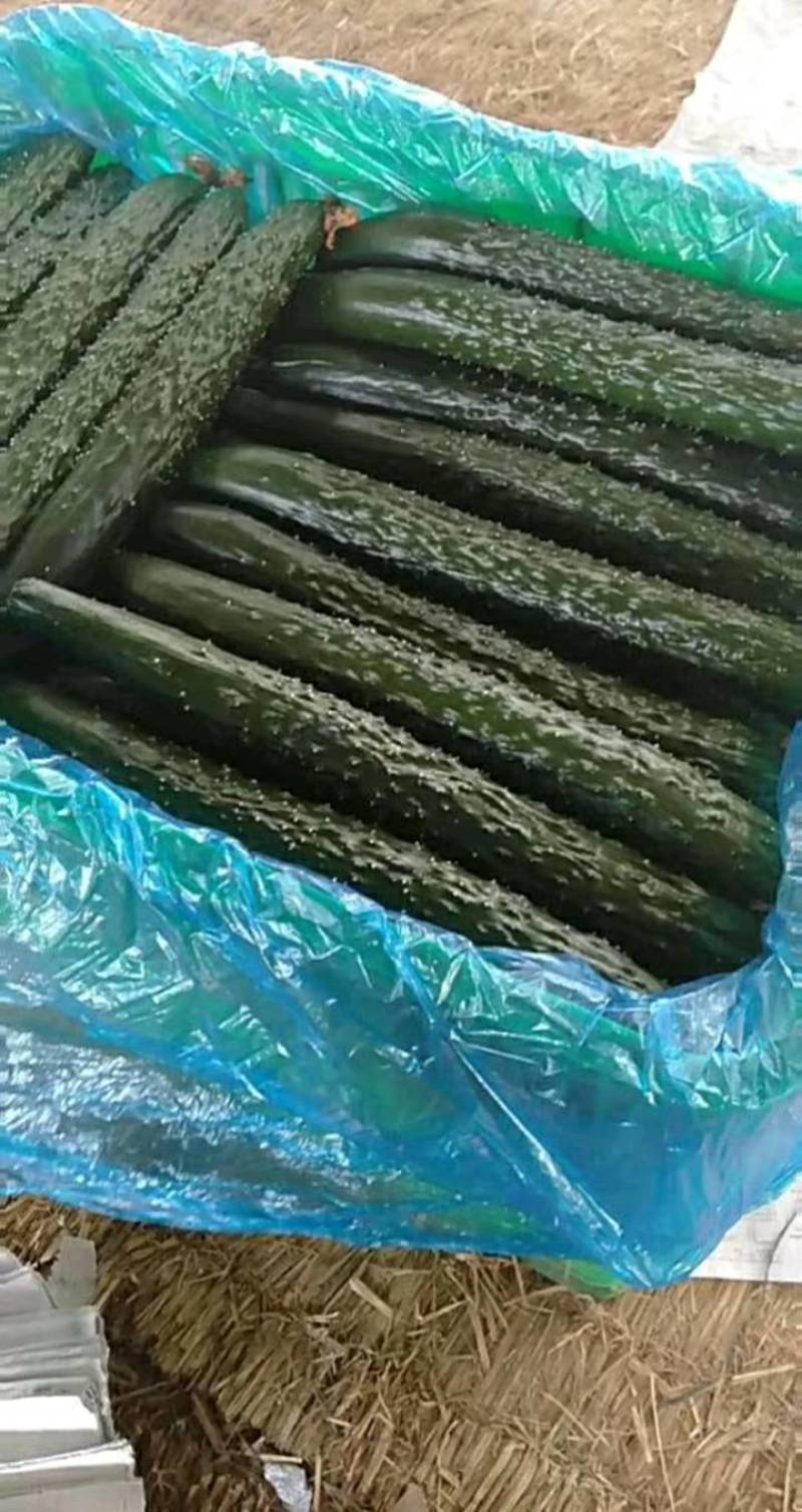 德瑞特黄瓜山东产地直发量大优惠诚信报价保质保量欢迎咨询