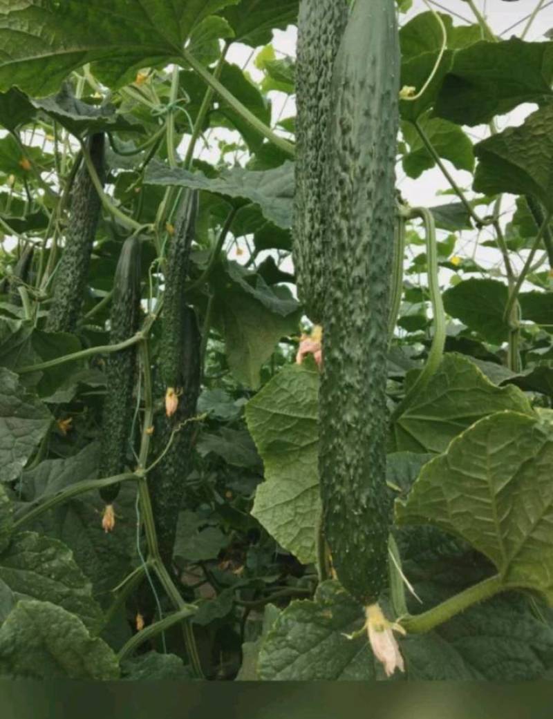 德瑞特黄瓜山东产地直发量大优惠诚信报价保质保量欢迎咨询