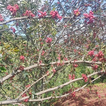 精品原产地大红袍花椒，大量上市，欲购从速，量大从优。