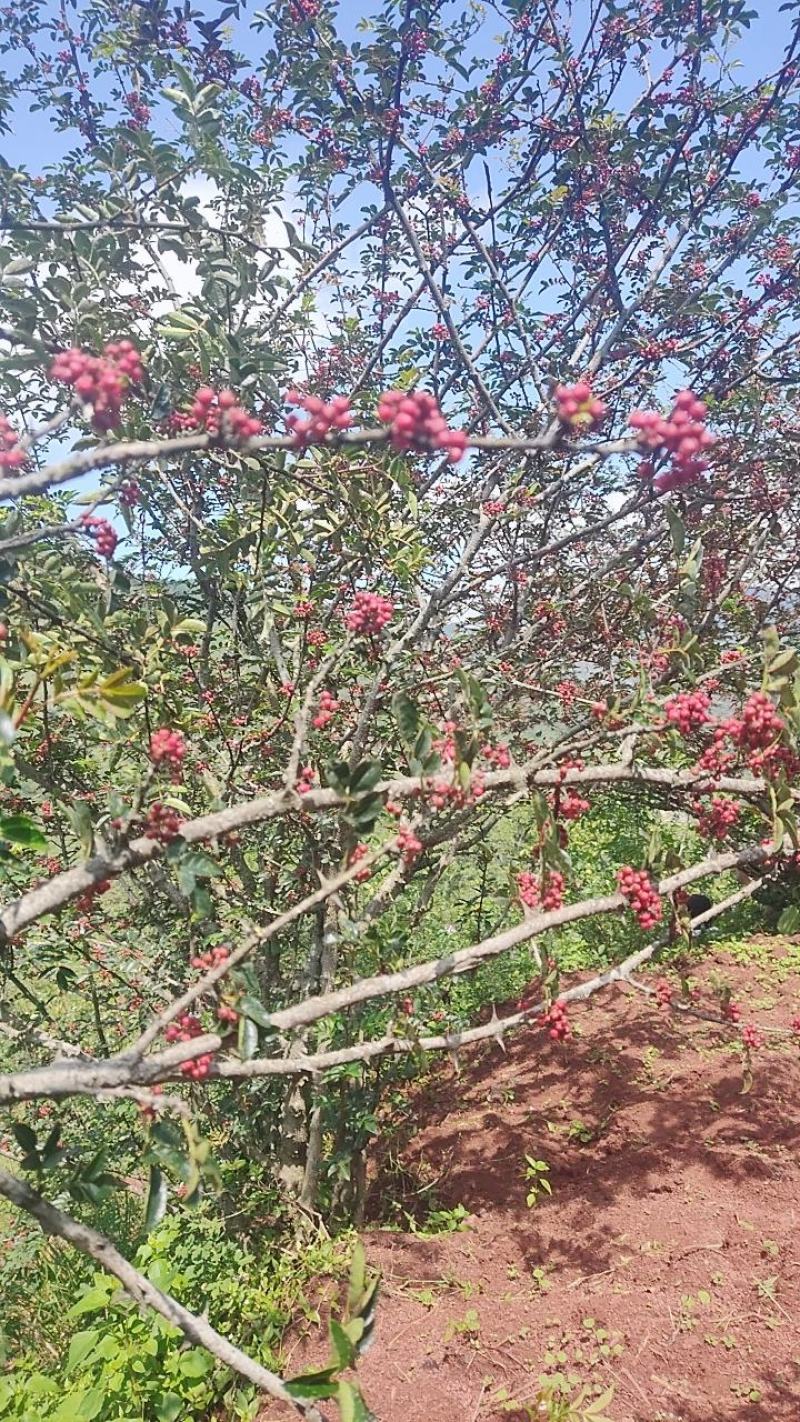 精品原产地大红袍花椒，大量上市，欲购从速，量大从优。