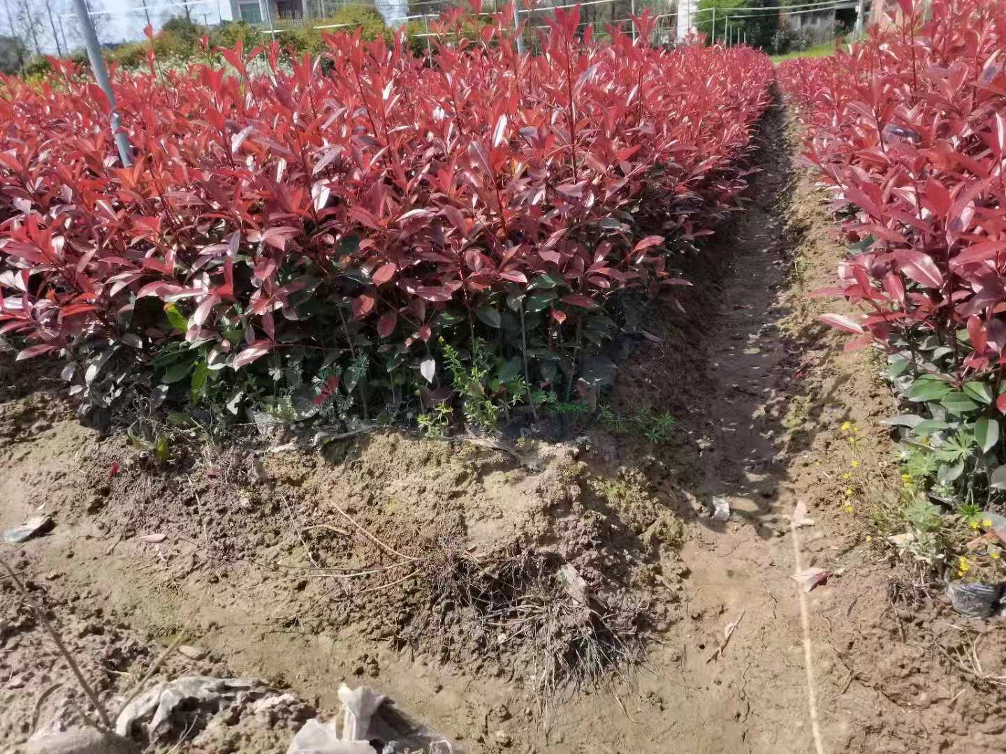 红叶石楠基地苗圃全景图