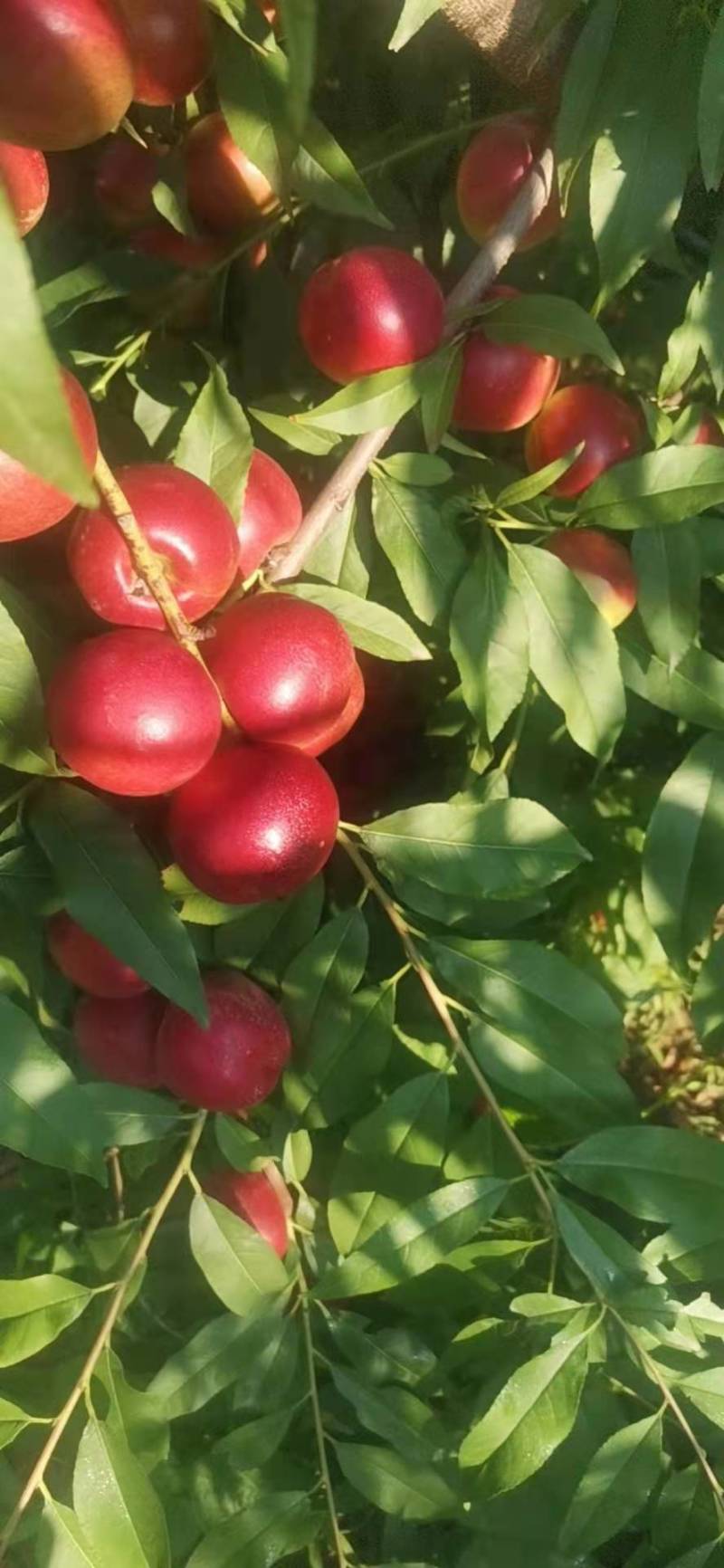 珍珠枣油桃