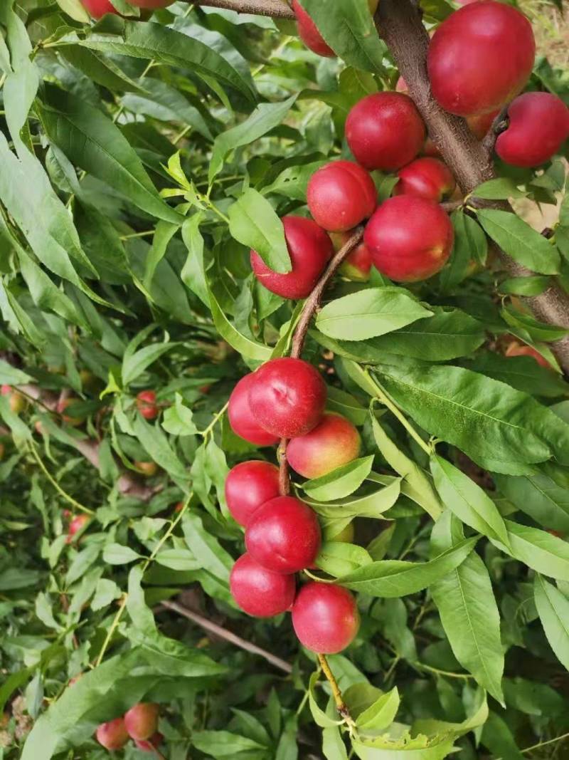珍珠枣油桃